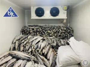 Solusi Cold Storage Modern untuk Perikanan di Kota Sibolga